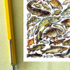 Alexia Claire | Freshwater Fish of Britain | Postcard | Conscious Craft